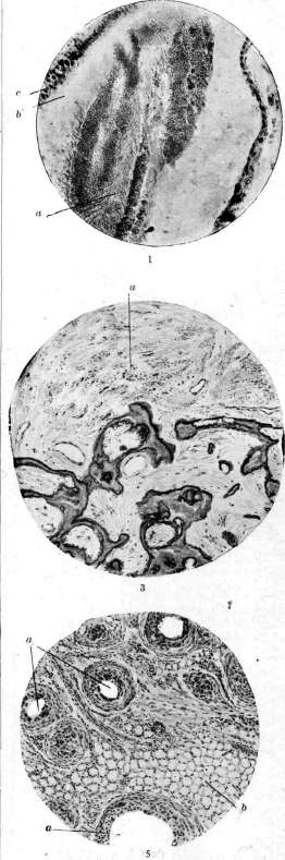 Otolithic Apparatus: figure 6 from the 1928–1936 encyclopedia article