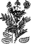 Alexandrian Leaf: figure 1 from the 1928–1936 encyclopedia article