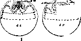Allantois: figure 1 from the 1928–1936 encyclopedia article