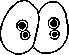 Amoebas: figure 9 from the 1928–1936 encyclopedia article
