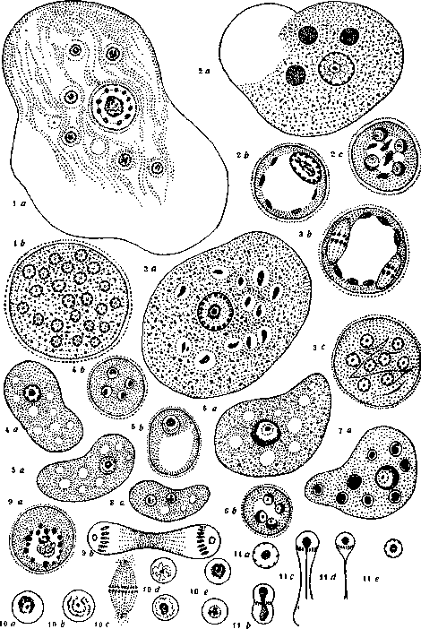 Amoebas: figure 11 from the 1928–1936 encyclopedia article
