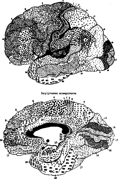 Architectonics of the Cerebral Cortex: figure 3 from the 1928–1936 encyclopedia article