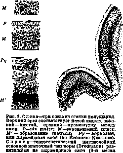 Architectonics of the Cerebral Cortex: figure 2 from the 1928–1936 encyclopedia article
