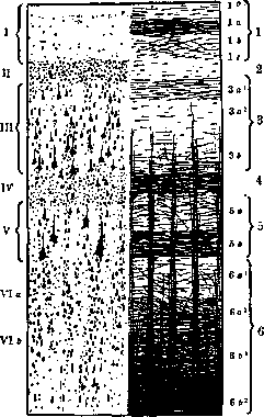 Architectonics of the Cerebral Cortex: figure 1 from the 1928–1936 encyclopedia article