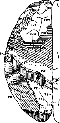 Architectonics of the Cerebral Cortex: figure 5 from the 1928–1936 encyclopedia article