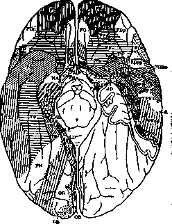 Architectonics of the Cerebral Cortex: figure 4 from the 1928–1936 encyclopedia article