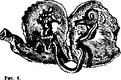 Ascarids: figure 4 from the 1928–1936 encyclopedia article