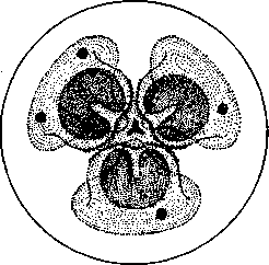 Ascarids: figure 1 from the 1928–1936 encyclopedia article