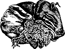 Ascarids: figure 5 from the 1928–1936 encyclopedia article