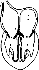 Atrioventricular Bundle: figure 1 from the 1928–1936 encyclopedia article
