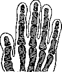 Drum Cavity: figure 1 from the 1928–1936 encyclopedia article