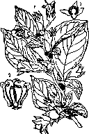 Belladonna: figure 1 from the 1928–1936 encyclopedia article
