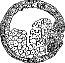Blastopore: figure 1 from the 1928–1936 encyclopedia article