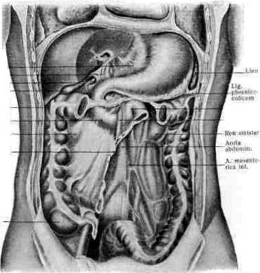 Abdominal Cavity: figure 3 from the 1928–1936 encyclopedia article