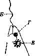 Vacuole: figure 1 from the 1928–1936 encyclopedia article