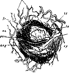 Eyelids: figure 2 from the 1928–1936 encyclopedia article