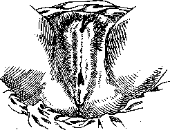 Vulva: figure 4 from the 1928–1936 encyclopedia article