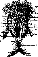 Vulva: figure 1 from the 1928–1936 encyclopedia article
