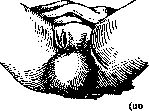 Vulva: figure 5 from the 1928–1936 encyclopedia article
