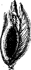 Vulva: figure 2 from the 1928–1936 encyclopedia article