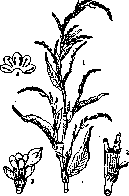 Water Pepper: figure 2 from the 1928–1936 encyclopedia article
