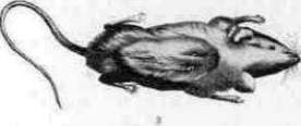 Josef Hyrtl: figure 4 from the 1928–1936 encyclopedia article