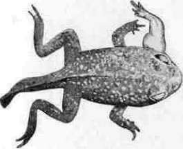 Josef Hyrtl: figure 3 from the 1928–1936 encyclopedia article