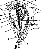 Eye: figure 5 from the 1928–1936 encyclopedia article