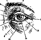 Eye: figure 6 from the 1928–1936 encyclopedia article
