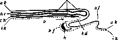 Foregut: figure 1 from the 1928–1936 encyclopedia article