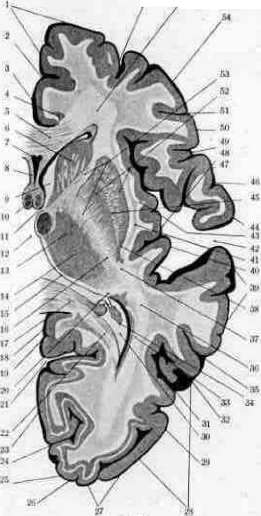 Brain (551 General diagnostics of brain diseases): figure 31 from the 1928–1936 encyclopedia article