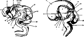 Brain (551 General diagnostics of brain diseases): figure 2 from the 1928–1936 encyclopedia article
