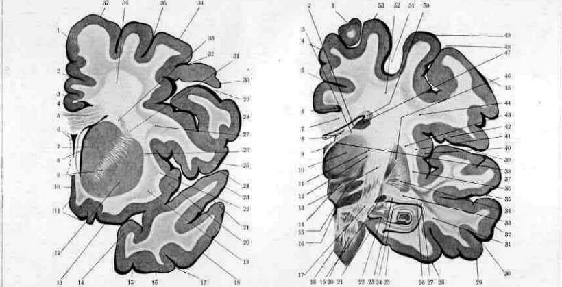 Brain (551 General diagnostics of brain diseases): figure 30 from the 1928–1936 encyclopedia article