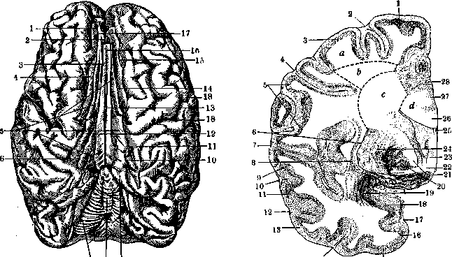 Brain (551 General diagnostics of brain diseases): figure 23 from the 1928–1936 encyclopedia article