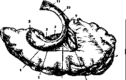 Brain (551 General diagnostics of brain diseases): figure 22 from the 1928–1936 encyclopedia article