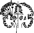 Brain (551 General diagnostics of brain diseases): figure 35 from the 1928–1936 encyclopedia article