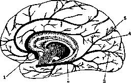 Brain (551 General diagnostics of brain diseases): figure 26 from the 1928–1936 encyclopedia article