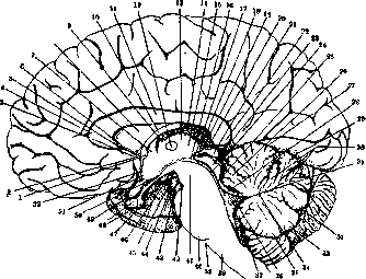 Brain (551 General diagnostics of brain diseases): figure 3 from the 1928–1936 encyclopedia article