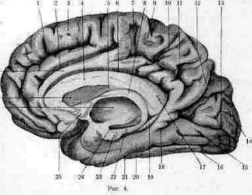 Brain (551 General diagnostics of brain diseases): figure 18 from the 1928–1936 encyclopedia article