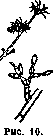 Parasitic Fungi: figure 7 from the 1928–1936 encyclopedia article