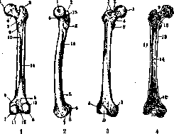 Diaphysis: figure 1 from the 1928–1936 encyclopedia article