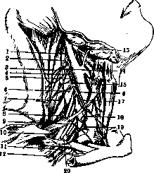 Diaphragm: figure 5 from the 1928–1936 encyclopedia article