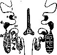 Branchial Arches: figure 1 from the 1928–1936 encyclopedia article