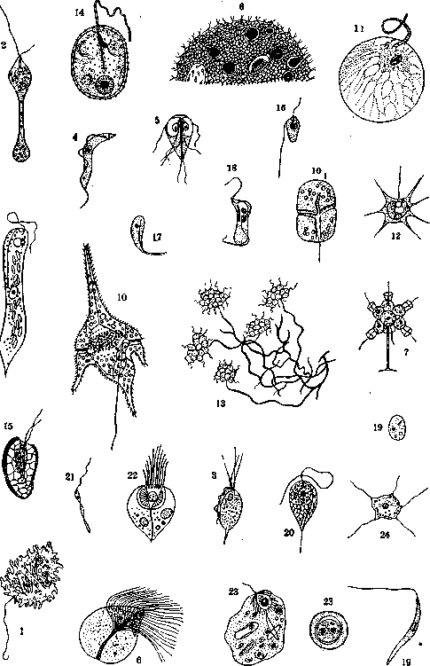 Flagellata: figure 1 from the 1928–1936 encyclopedia article