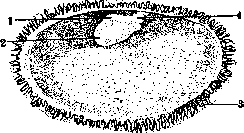 Embryo: figure 5 from the 1928–1936 encyclopedia article