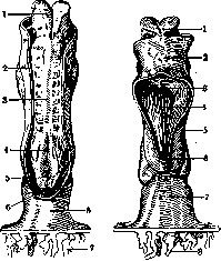 Embryo: figure 9 from the 1928–1936 encyclopedia article