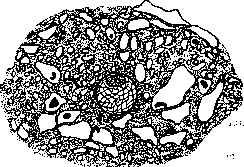 Embryo: figure 4 from the 1928–1936 encyclopedia article