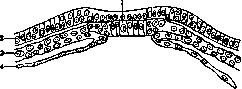 Germ Layers: figure 3 from the 1928–1936 encyclopedia article