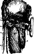 Occipital Region: figure 1 from the 1928–1936 encyclopedia article