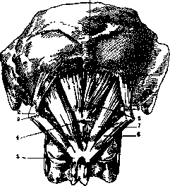 Occipital Region: figure 2 from the 1928–1936 encyclopedia article